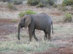 14083 Young elephant.jpg